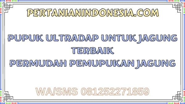 Pupuk Ultradap Untuk Jagung Terbaik Permudah Pemupukan Jagung